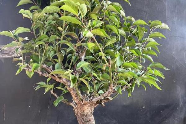 风水上家里可不可以养梅花