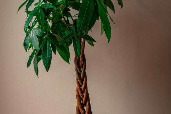 植物风水也有重要作用 推荐几种旺宅的植物