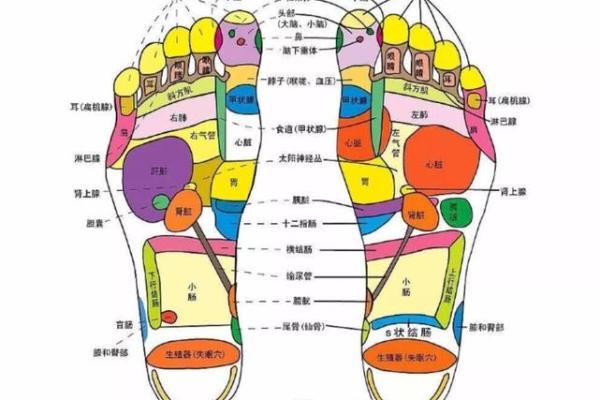 看相算命：详解脚底穴位图