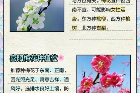 关于梅花的寓意和象征风水