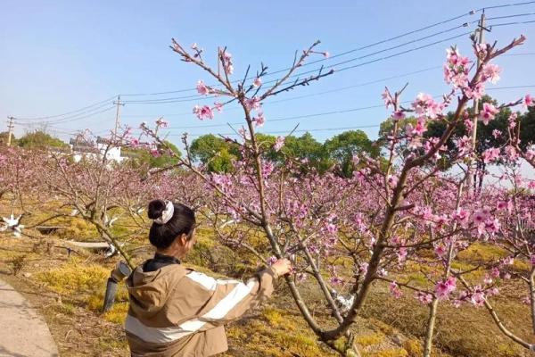 重视恋爱风水，让你桃花朵朵开