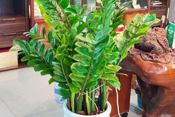 办公室摆放吉祥树好处摆放风水植物