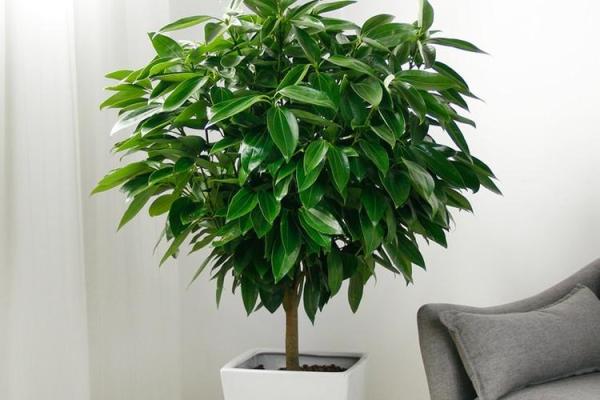 客厅植物摆放，风水摆放小常识