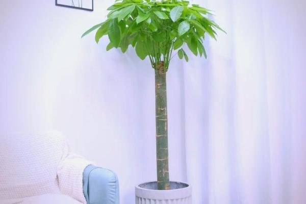客厅植物摆放，风水摆放小常识