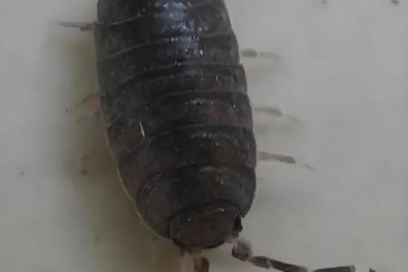 家里风水_家里突然出现多个潮虫是什么征兆