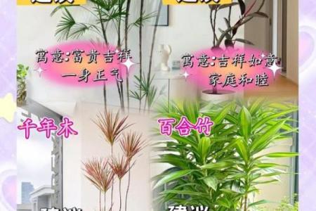 风水一年四季都不死的花都有哪些类型