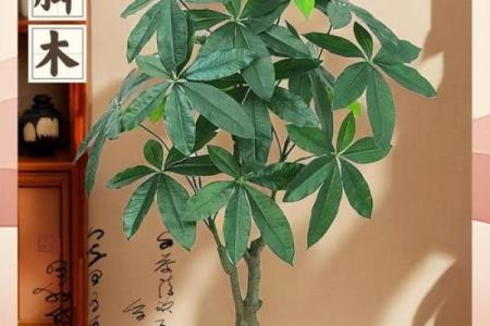 办公室摆放吉祥树好处摆放风水植物