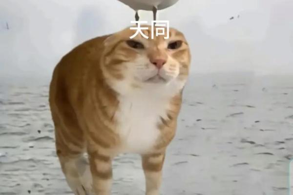 紫薇斗数学霸