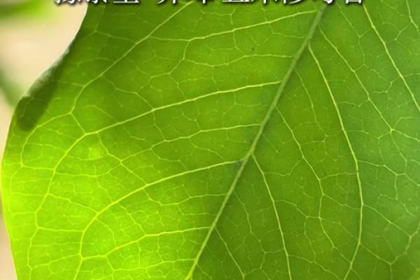 八字偏印格偏印为喜用神