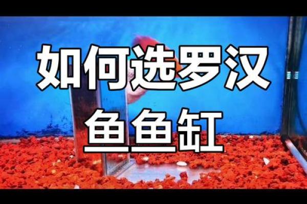 养罗汉鱼风水好吗