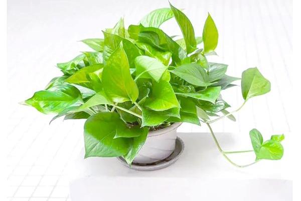 绿萝风水好吗