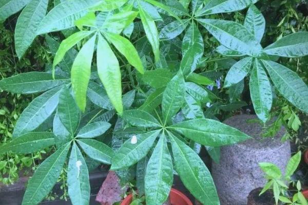 有哪些植物可以改变风水呢？
