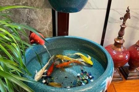 三的风水_鱼盆养几条鱼好