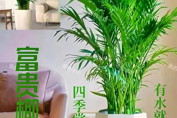 富贵椰子的风水寓意