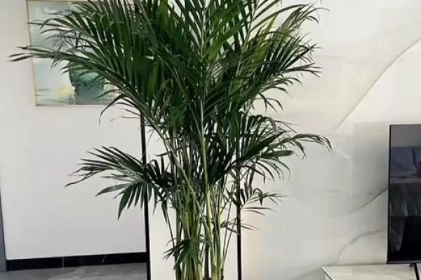 富贵椰子的风水寓意