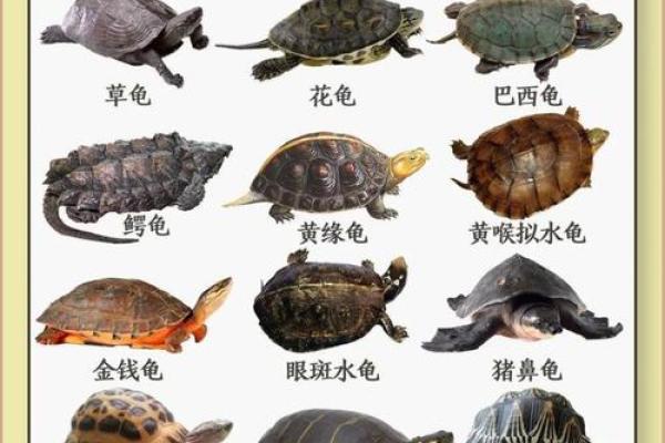 哪个生肖不宜养龟风水 哪个生肖不宜养龟风水