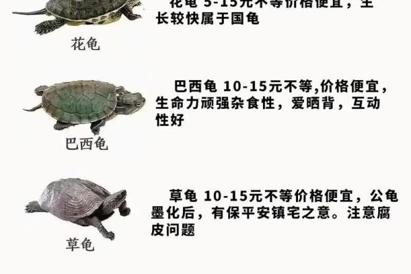 哪个生肖不宜养龟风水 哪个生肖不宜养龟风水