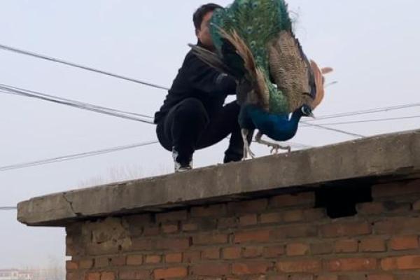 开车摔跤了还能去算命吗