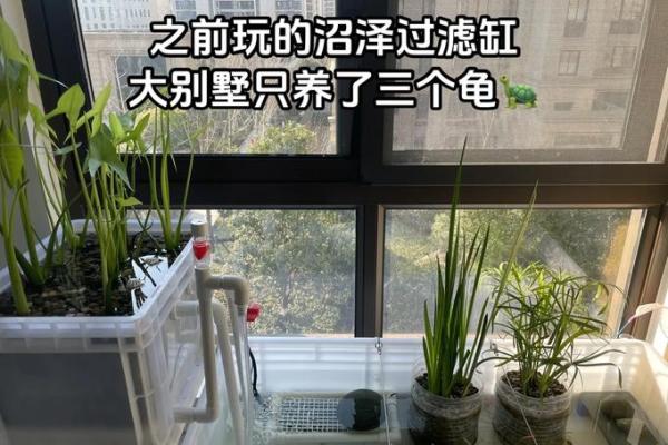 房子风水中乌龟串堂