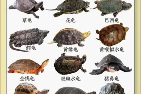 哪个生肖不宜养龟风水