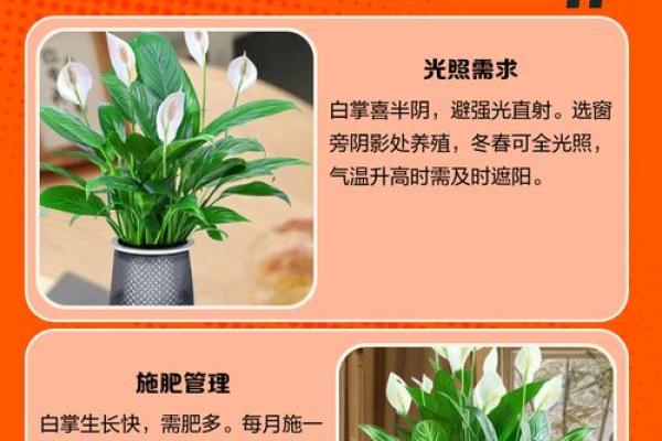 白掌风水攻略