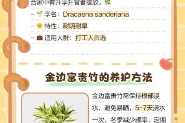 如何养殖富贵竹风水