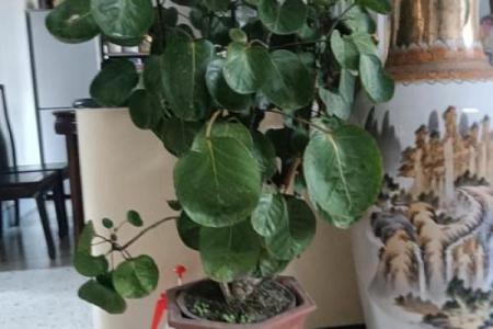 房子西边适合种什么植物风水好