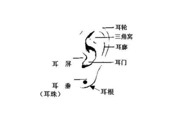 从面相看耳朵，耳朵面相算命图解