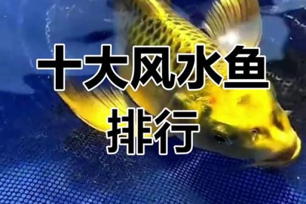 风水鱼的摆放，风水鱼摆放鱼头朝里还是朝外好
