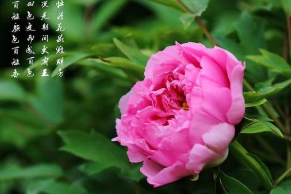月老灵签生肖排行榜最新