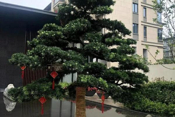 风水财运门前种树也不要种这三棵树禁忌
