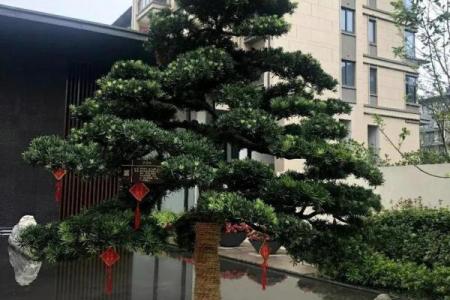 风水财运门前种树也不要种这三棵树禁忌