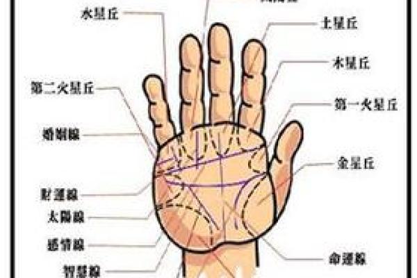 手相太阳线揭秘算命图解大全