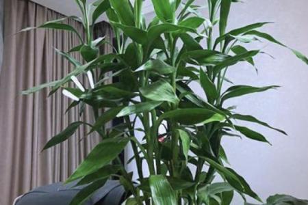 风水旺财_客厅旺财植物有哪些呢