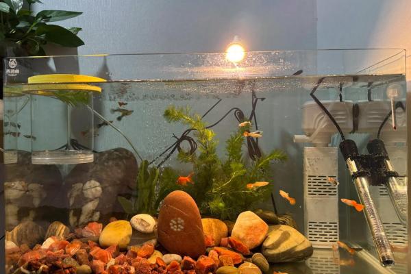 养鱼的喜忌：家庭养鱼风水讲究