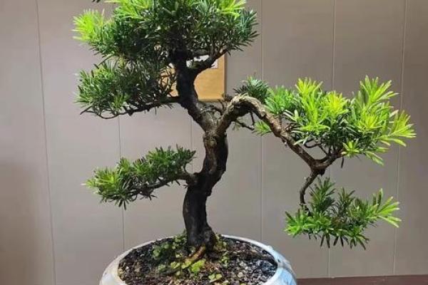 十大凶树十大吉树都是哪些风水树? 十大凶树十大吉树都是哪些风水树?