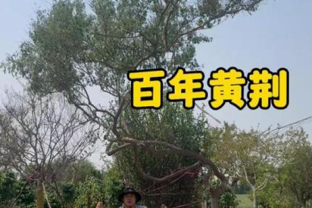 十大凶树十大吉树都是哪些风水树?