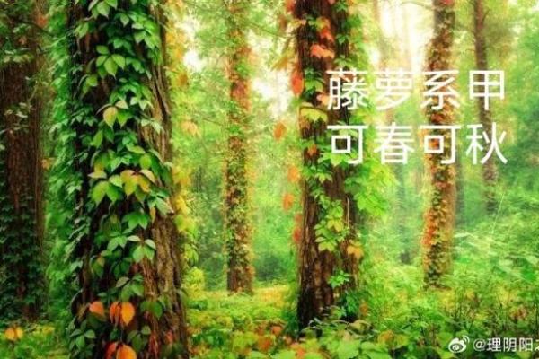 女命富贵的八字，藤萝系甲是帮还是劫#财运