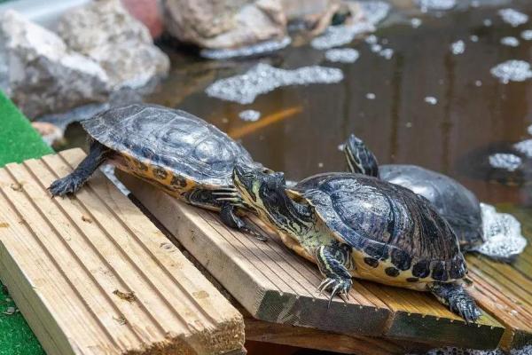 什么人不能养龟风水与属相禁忌化解