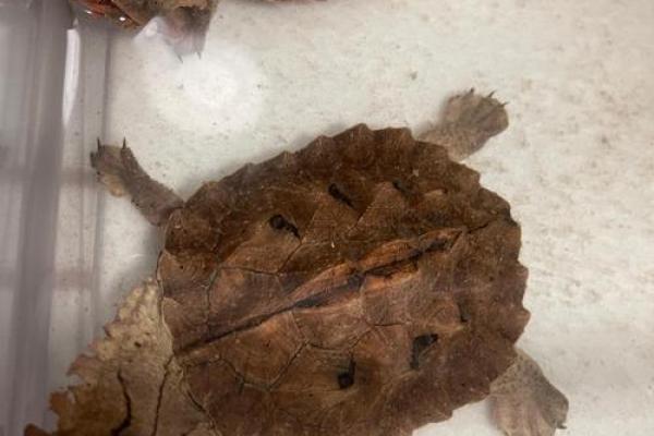 什么人不能养龟风水与属相禁忌化解