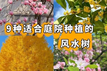 院子的风水_风水庭院种什么花好