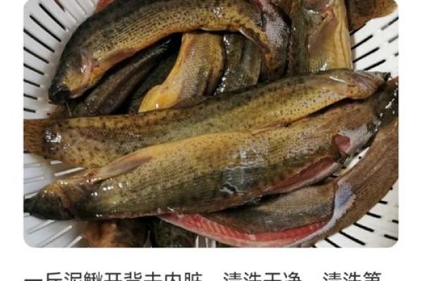 养泥鳅风水攻略 养泥鳅风水攻略
