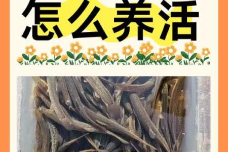 养泥鳅风水攻略