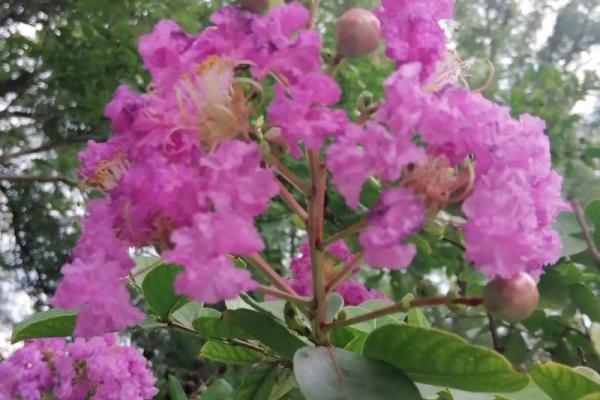 紫薇星对紫薇郎 紫薇星对紫薇郎