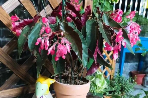 海棠花的风水_龙翅海棠开花寓意 海棠花的风水_龙翅海棠开花寓意