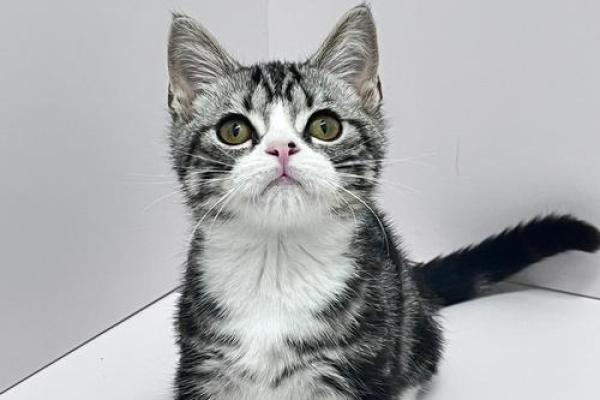 美短八字 美短八字