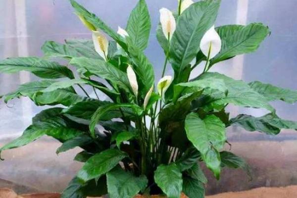 风水解读7种象征吉祥好运的花有哪些