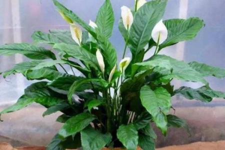 风水解读7种象征吉祥好运的花有哪些