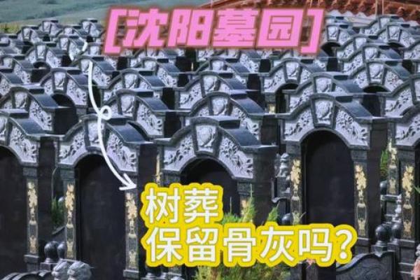 墓地种什么树好风水上有哪些讲究-