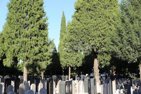 墓地种什么树好风水上有哪些讲究-